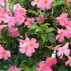 Tüplü Pembe Çiçekli Mandevilla Fidanı (20-40)