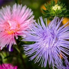 Crego Karışık Renk Aster Çiçeği Tohumu (100 tohum)