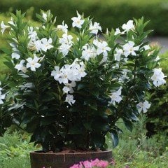 Tüplü Beyaz Çiçekli Mandevilla Fidanı 20-40 cm