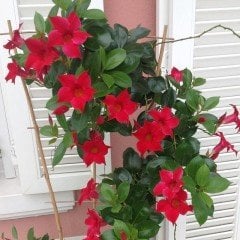 Tüplü Kırmızı Çiçekli Mandevilla Fidanı 20-40 cm