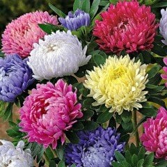 Pompon Karışık Aster Papatya Çiçeği Tohumu (360 tohum)