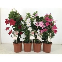 Tüplü Karışık Renkli Mandevilla Fidanı 20-40 cm 5 Adet