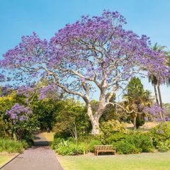 Tüplü Mor Çiçekli Paulownia Fidanı 60-100 cm  (5 Al 4 Öde) Ücretsiz Kargo