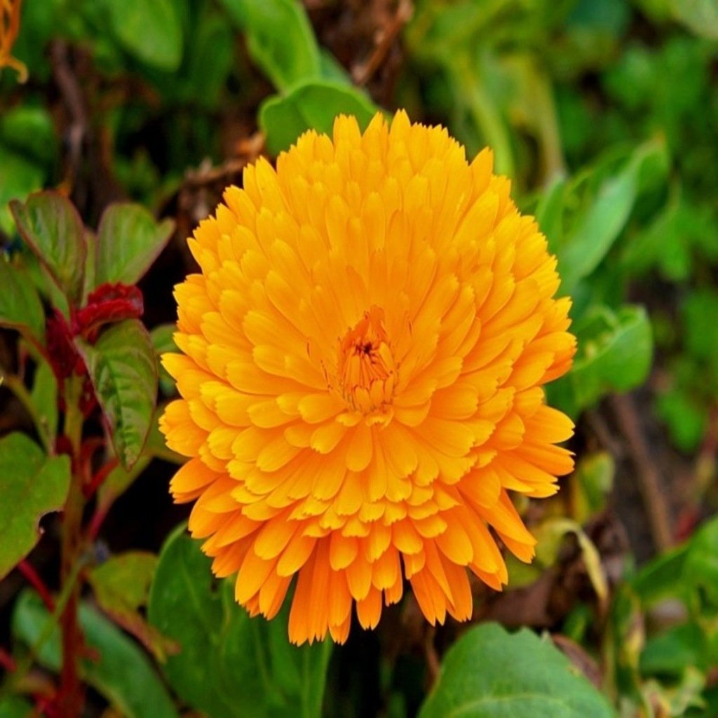 Turuncu Katmerli Double Orange Calendula Aynısafa Çiçeği Tohumu (50 tohum)