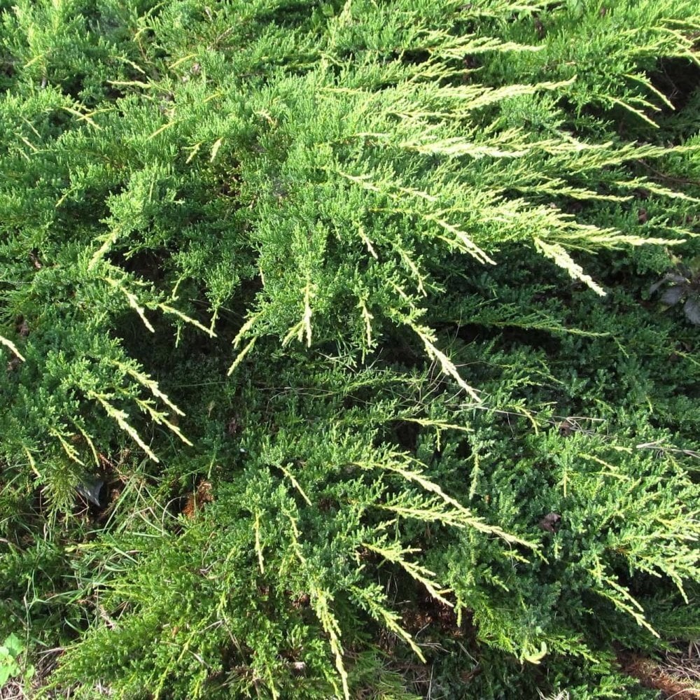 Tüplü (Juniperus horizontalis) Yatık Ardıç Fidanı (30-40 cm)