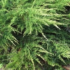 Tüplü (Juniperus horizontalis) Yatık Ardıç Fidanı (30-40 cm)