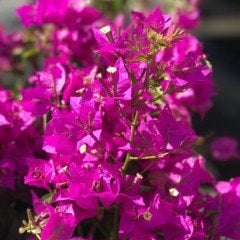 Tüplü Pembe Renkli Begonvil Gelin Duvağı Rodos Sarmaşığı Fidanı