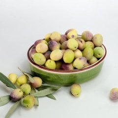 Saksıda Bodur Tipte Zeytin Fidanı Meyve Verme Durumunda 20-30 Yaş Zeytin Fidanı