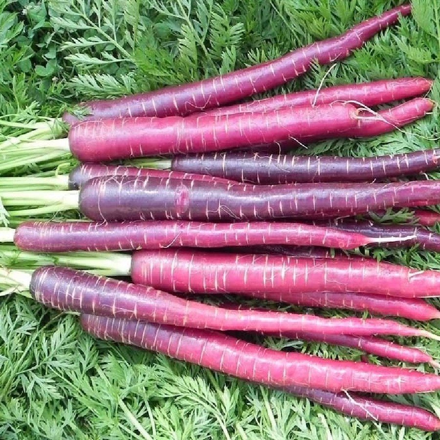 Cosmic Purple Doğal Havuç Tohumu(40 tohum)
