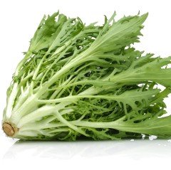 Green Curled Ruffec Endive Tohumu (100 tohum)