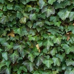 Tüplü Hedera Helix Herdem Yeşil Duvar Sarmaşığı Fidanı