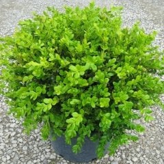Tüplü Şimşir (buxus sempervirens) Fidanı