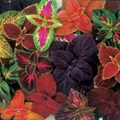 Kolyos Karışık Renkli (Coleus) Yaprak Güzeli Çiçeği Tohumu (100 tohum)