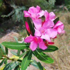Tüplü Pembe Çiçekli Zakkum Fidanı