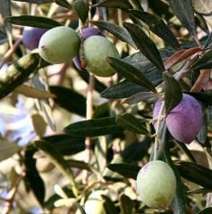 Naturel Kırmalık İri Boy Yeşil Gemlik Zeytin (10 kg)