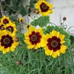 Kız Gözü Bodur Coreopsis Çiçeği Tohumu (100 tohum)