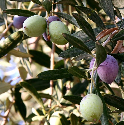 Naturel Kırmalık Orta Boy Yeşil Gemlik Zeytin (5 kg)