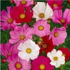 Cosmos (Kozmos) Karışık Renkli Bodur Çiçeği Tohumu (50 tohum)