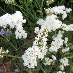 White Limonium Sinuatum Pure Deniz Lavantası Tohumu (30 tohum)