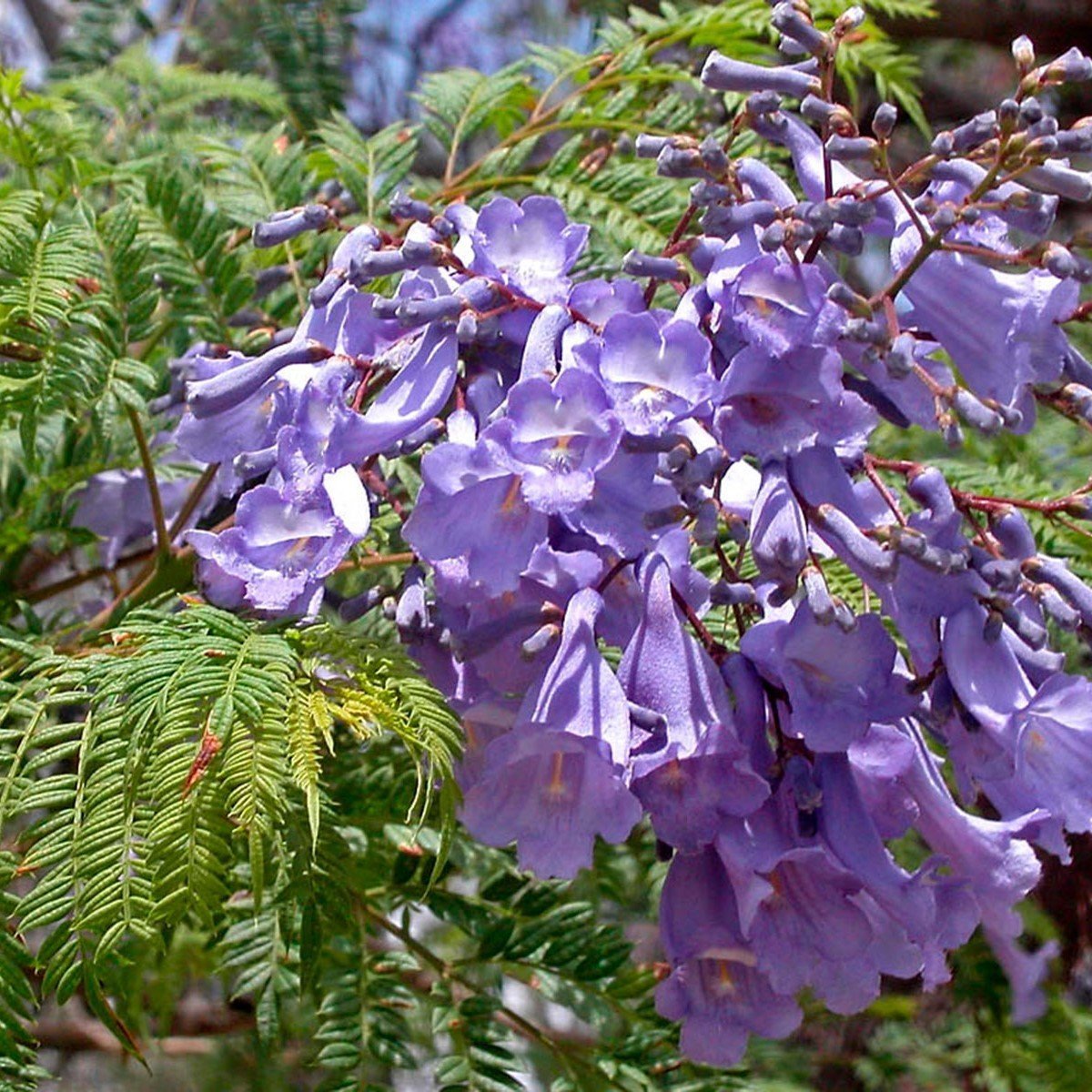 Tüplü Kokulu Jakaranda (Jacaranda) Fidanı