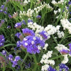 Deep Blue Limonium Sinuatum Deniz Lavantası Tohumu (30 tohum)
