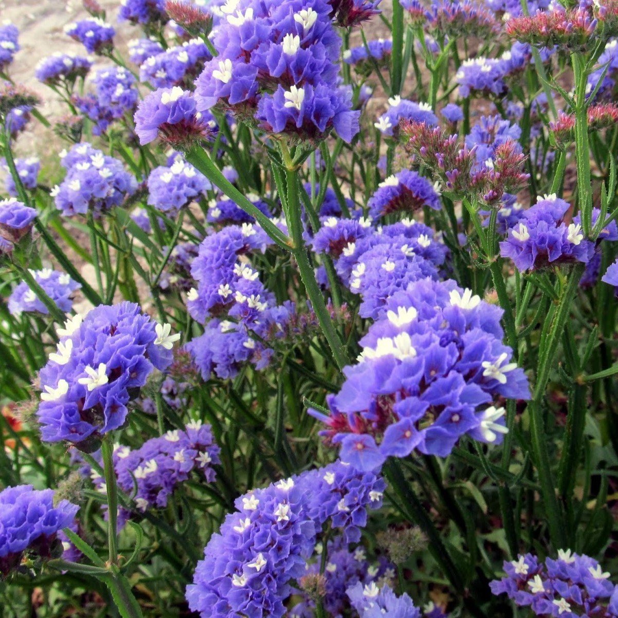 Blue Rive Limonium Sinuatum Deniz Lavantası Tohumu (30 tohum)