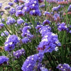 Blue Rive Limonium Sinuatum Deniz Lavantası Tohumu (30 tohum)