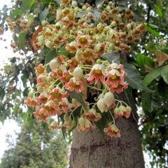 Tüplü Brachychiton Populneum Japon Kavağı Fidanı