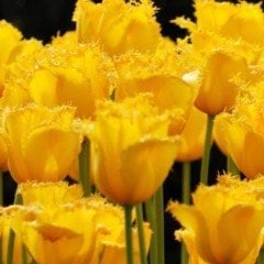 Sarı Fırfırlı Maja Koyu  Lale Soğanı(4 Soğan)