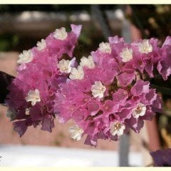 Deep Rose Limonium Sinuatum Deniz Lavantası Tohumu (30 tohum)