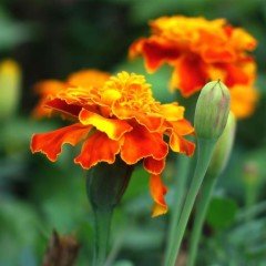 Orange Chabaud Karanfil Çiçeği Tohumu (70 adet)