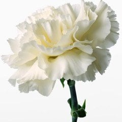 White Chabaud Karanfil Çiçeği Tohumu (70 adet)