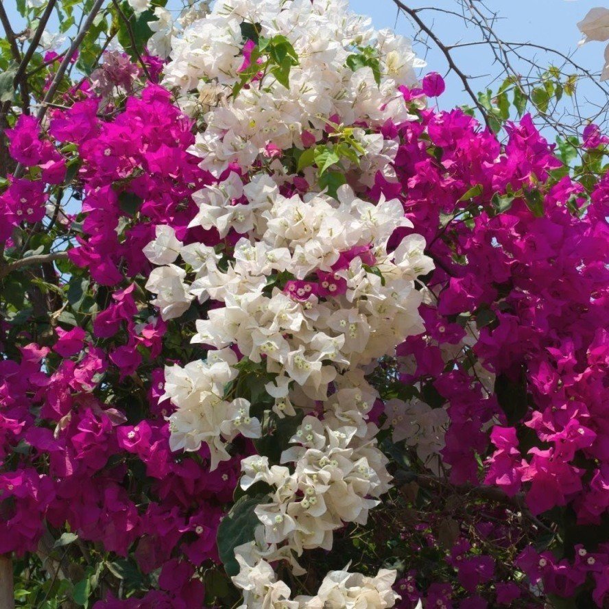 Tüplü Pembe Beyaz Kristal Begonvil Fidanı (150-200 cm)