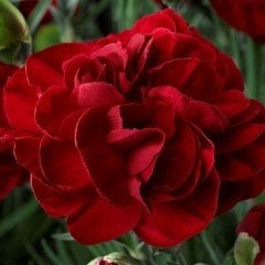 Red Chabaud Cardinal Karanfil Çiçeği Tohumu (70 adet)