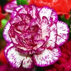 Heddewigii Gaiety Dianthus Katmerli İri Karanfil Çiçeği Tohumu (100 adet)