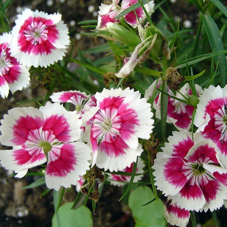 Heddewigii Dianthus Baby Doll Karanfil Çiçeği Tohumu (100 adet)