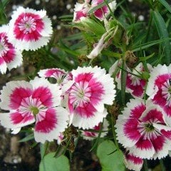 Heddewigii Dianthus Baby Doll Karanfil Çiçeği Tohumu (100 adet)