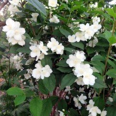 Tüplü Kokulu Filbahri Ağacı (Philadelphus) Fidanı