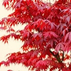 Tüplü Kırmızı Renkli Akça Ağaç (Acer Buergerianum) Fidanı