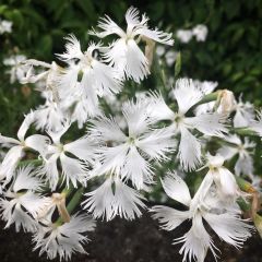 Bol Kokulu Dianthus Superbus White Karanfil Çiçeği Tohumu (100 adet)