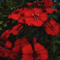 Red Dianthus Superbus Bol Kokulu Karanfil Çiçeği Tohumu (100 adet)
