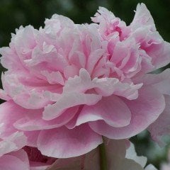 La France Soft Pembe Karanfil Çiçeği Tohumu(25 tohum)