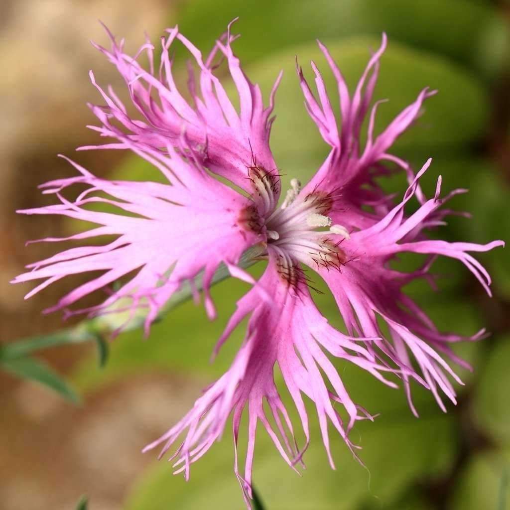 Pembe Püsküllü Dianthus Çiçeği Tohumu (50 adet)