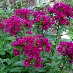Sweet Lila William Dianthus Barbadus Çiçeği Tohumu (50 adet)
