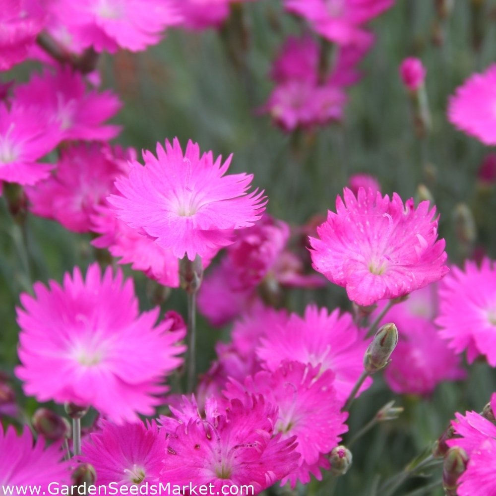 Dianthus Çin Pembesi Çiçeği Tohumu (50 tohum)