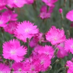 Dianthus Çin Pembesi Çiçeği Tohumu (50 tohum)