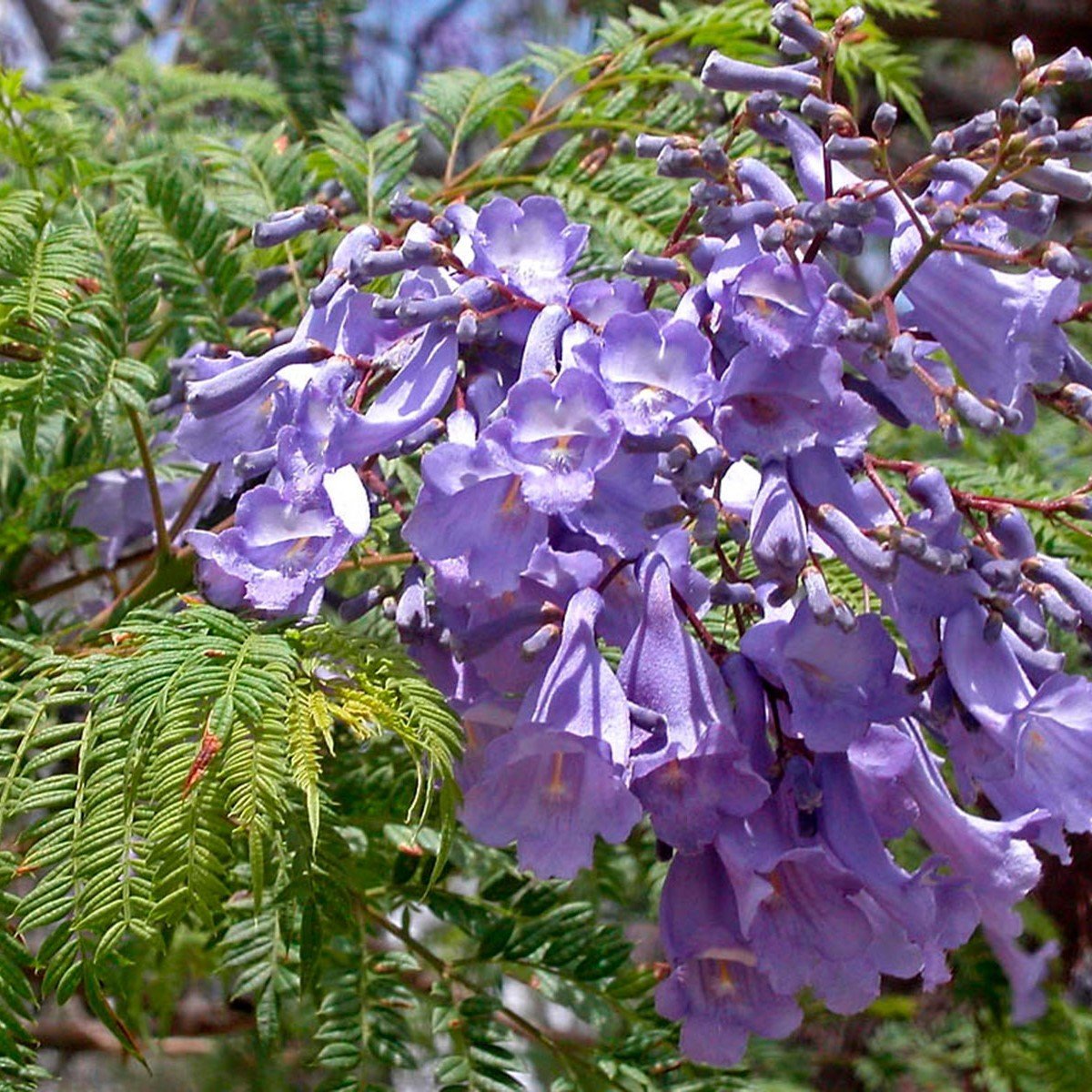 Tüplü Kokulu Jakaranda (Jacaranda) Fidanı (200-300 cm)