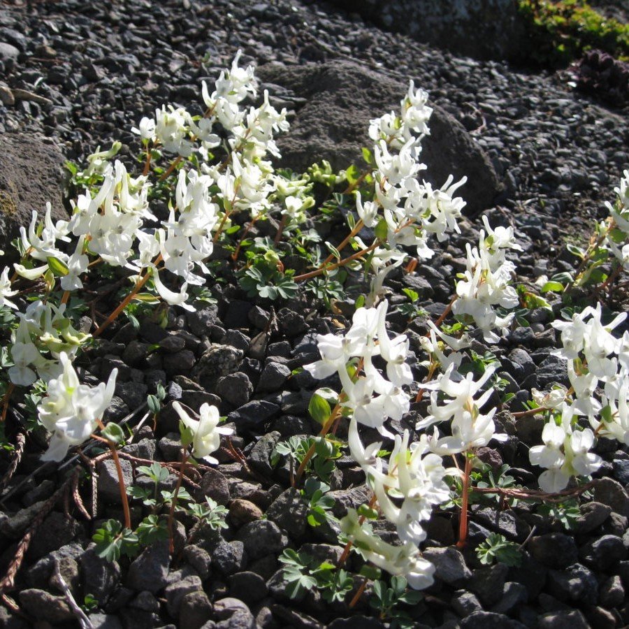 Beyaz Collomia grandiflora İri Çiçekli Floks Çiçeği (200 tohum)