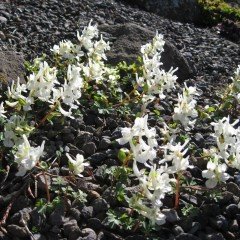 Beyaz Collomia grandiflora İri Çiçekli Floks Çiçeği (200 tohum)