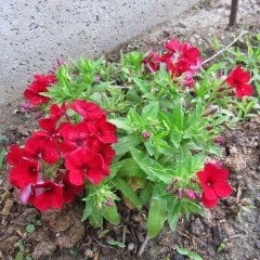 Floks Çiçeği Red Love Tohumu (100 tohum)